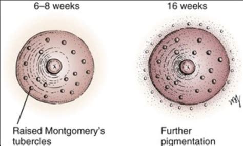 black dots on areola|What You Should Know About Montgomery’s .